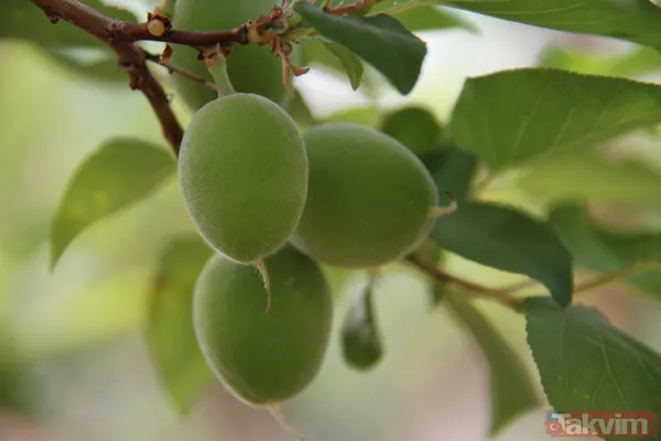 Daha önce yere dökülüyordu! Kayısı çağlasının kilosu 100 TL'den satılıyor - 16