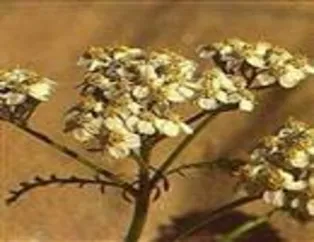 Migrenin tek ilacı civanperçemi!