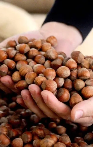 Fındık fiyatlarında son dakika durum ne? Kabuklu fındık fiyatı ne kadar oldu?