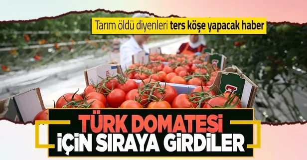 Rusya doğal gazı kesti: Avrupa Türkiye domatesi için sıraya girdi