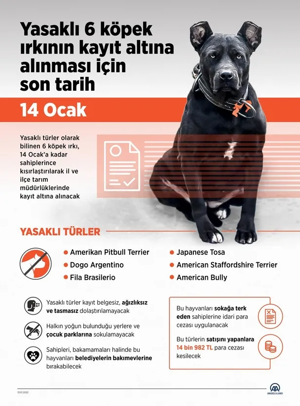‘Yasaklı ırk’ köpek sahipleri silah alamıyor saldırgan köpek yetiştiriyor: Kestikleri kulakları yediriyorlar!-7