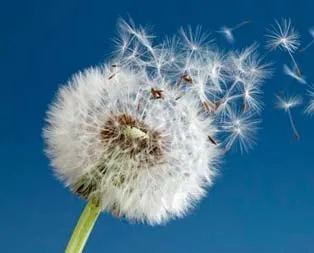 Karahindiba çayı kanseri yok ediyor