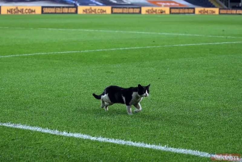 Fenerbahçe Gaziantep FK maçında sahaya kedi girdi Galeri Takvim