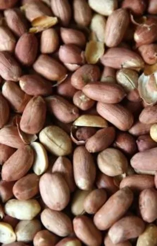 Yer fıstığının faydaları nelerdir? Tam bir şifa deposu...