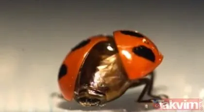 Bilim dünyasını şoke eden gerçek! Uğur böceğinin inanılmaz mucizesi meğer kanatlarındaymış!