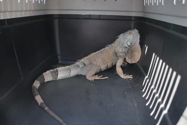 bodrumda-yasli-kadina-sok-uyandiginda-karsisinda-iguana-gordu-1625470716135.jpg Bodrum'da yaşlı kadına şok! Uyandığında karşısında iguana gördü-3