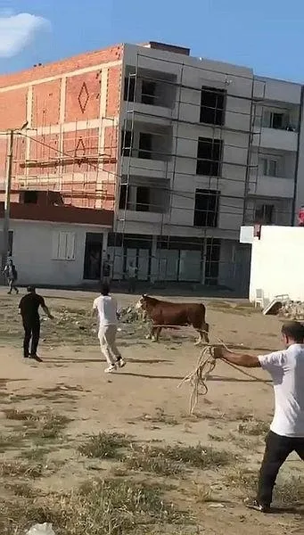 ortalik-karisti-kacan-kurbanliklar-vatandaslara-zor-anlar-yasatti-1687935907329.jpeg Ortalık karıştı: Kaçan kurbanlıklar vatandaşlara zor anlar yaşattı-4