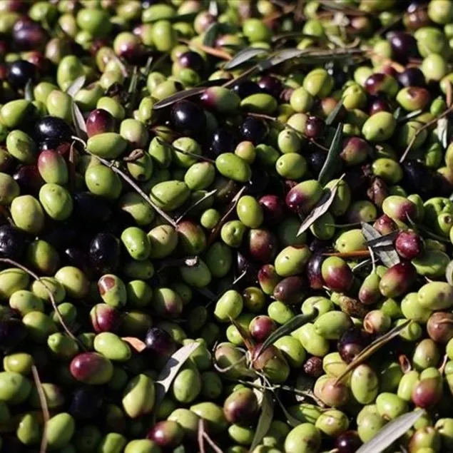 Zeytinden 60 milyon dolar