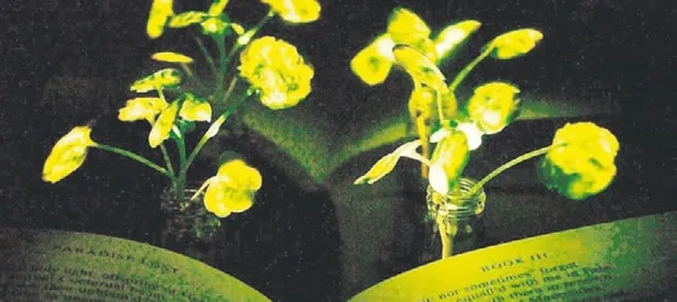 Bitki ışık açtı