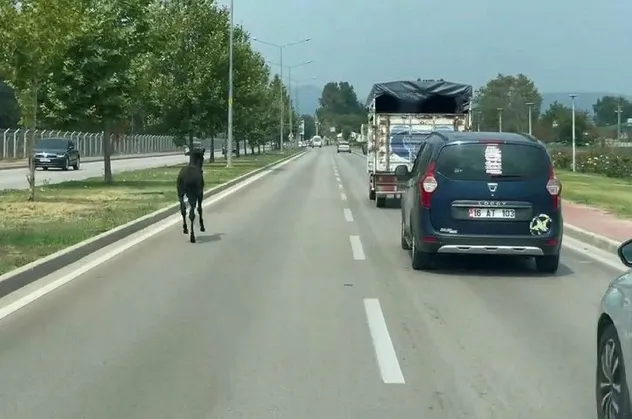 Bursa'da başıboş at trafiği karıştırdı
