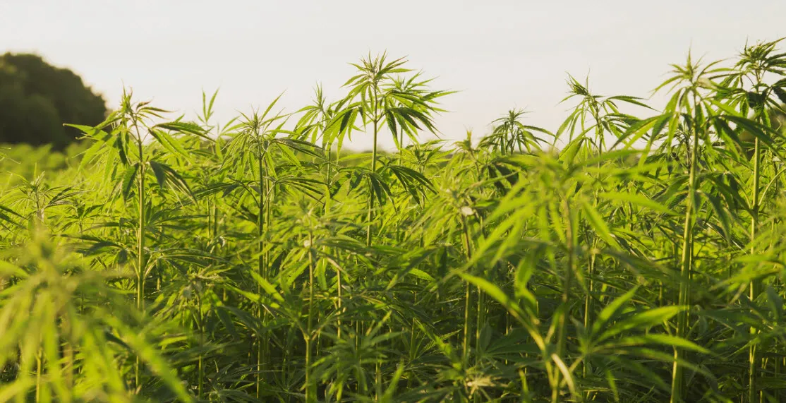 Kenevirde 1 milyar dolarlık pazar! Erdoğan talimatı vermişti - 1