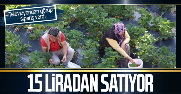 Televizyonda görüp Osmanlı çileği yetiştirmeye başlayan kadın kilosunu 15 TL'den satıyor