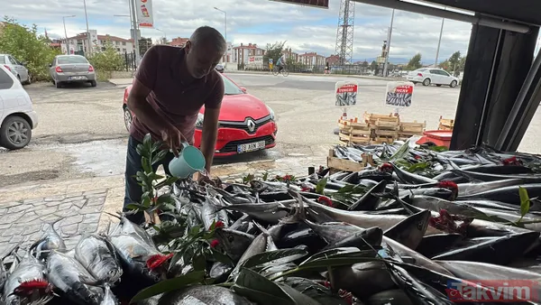 Denizden palamut fışkırdı! Tanesi 20 liraya düştü! Vatandaşın ve esnafın yüzü gülüyor - 8
