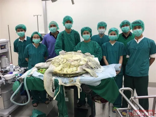 Midesine güvenenler baksın! Kulak ağrısıyla hastaneye giden adamın kulağından çıkanlar dünyayı şoke etti - 24