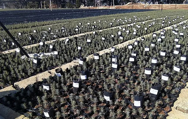 asrin-felaketinde-hayatini-kaybedenlerin-isimleri-fidanlarda-yasatilacak-1677583852104.jpg Asrın felaketinde hayatını kaybedenlerin isimleri fidanlarda yaşatılacak!-5