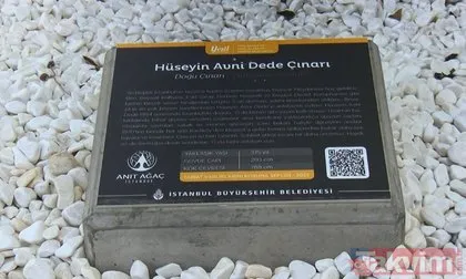 İstanbul Üniversitesi’nde okuyanlar onu muhakkak bilir! Hüseyin Avni Dede’nin adı Beyazıt’ta 58 yıldır altında durduğu çınara verildi