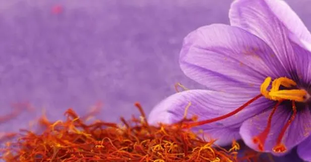 Safranın kilosu 450 bin TL