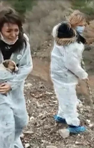 Ankara'da "sokak köpekleri dağlık alanda ölüme terk edildi" iddiası isyan ettirdi! Gören gözyaşlarına boğuldu