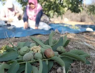 Maraş’ın cevizi 25 ülkeye gidiyor