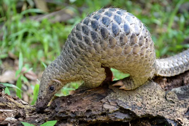 pangolin-nedir-pullari-ne-ise-yariyor-korona-virusu-insanlara-pangolinden-mi-bulasti-1581093222457.jpg Pangolin nedir, pulları ne işe yarıyor? Korona virüsü insanlara pangolinden mi bulaştı?-1