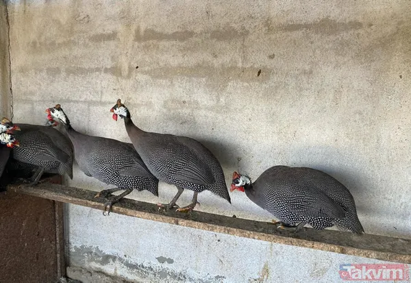 Tanesi 7 TL'ye yumurta! Yere atıldığında bile kolay kolay kırılmıyor - 12