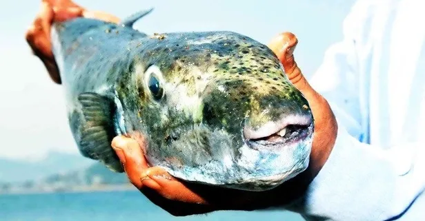 Bodrum'da zehirli balon balığı tedirginliği