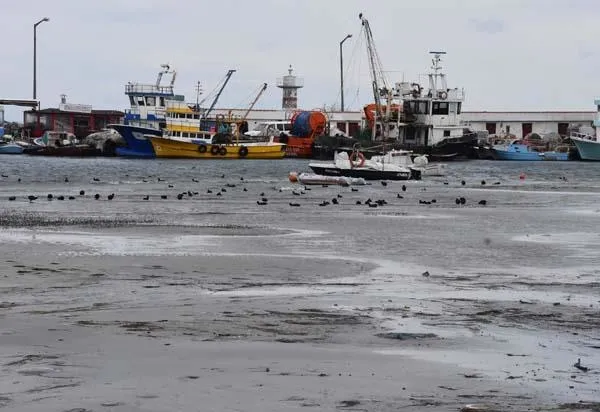 Tekirdağ'da deniz adaları kıyıya vurdu-2