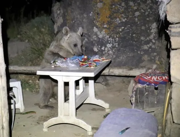 ayilar-piknigi-basti-masayi-birakip-kactilar-1701160980136.jpeg Ayılar pikniği bastı! Masayı bırakıp kaçtılar-3