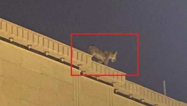 Suudi Arabistan'da evin çatısında dolaşan aslan paniğe neden oldu! İşte o anlar...