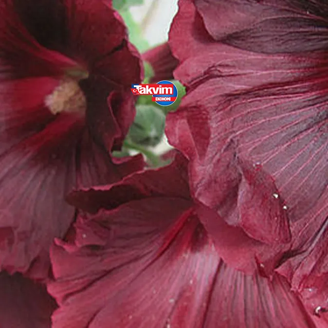 Yol kenarında yetişiyor! 90 TL’ye...