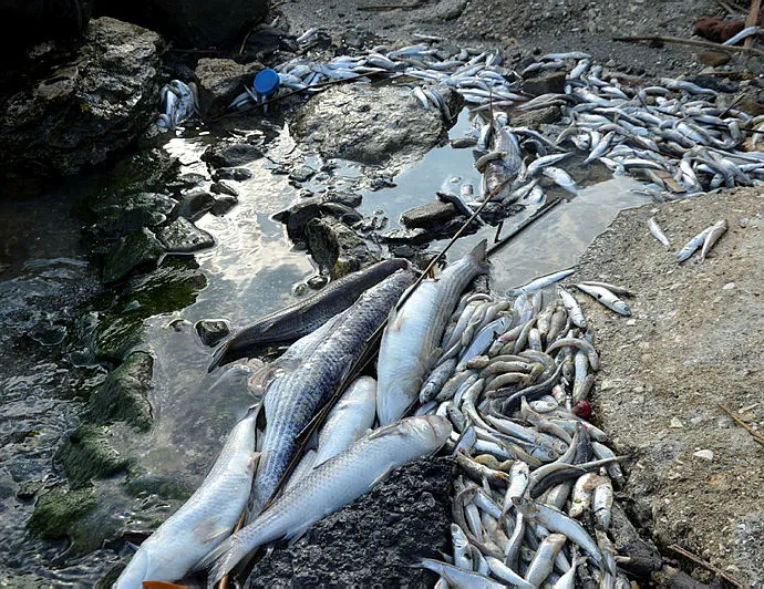 Balık ölümlerinin ardından şimdi de martılar!