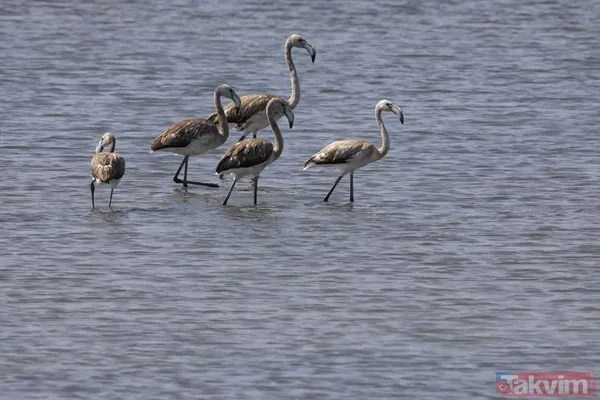 Minik allı turnalar (flamingolar) uçmayı İzmir Kuş Cenneti'ndeki doğal kreşte öğreniyorlar - 25