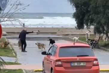 Başıboş köpek sürüsü yaşlı adama saldırdı