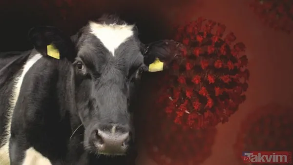 The Sun'da Yer Alan Habere Göre Bilim İnsanları, Deli Dana Hastalığının Kirli Yem Yoluyla Yayıldığını Belirtiyor. Peki Deli Dana Hastalığı Nasıl Bulaşıyor,...