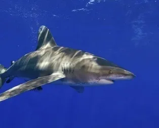 Rüyada köpek balığı görmek ne anlama gelir?