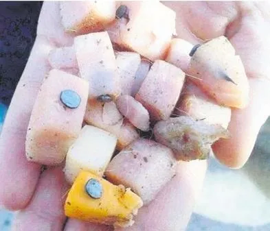 Derin Mermerci, canilere öfke kustu-1