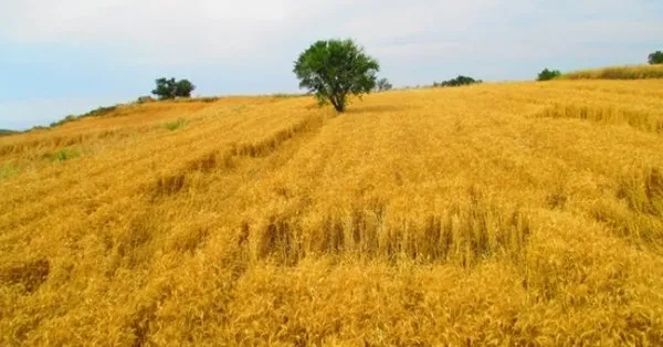ruyada bugday tarlasi gormek ne anlama gelir takvim
