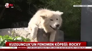 İstanbul Kuzguncuk’ta fenomen köpek! ’Mahallenin muhtar’ı Rocky 10 yıldır bahçe duvarından sokağı izliyor