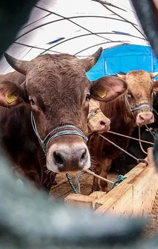 Kurbanlıklarda KOVID-19 tespit edildi mi?