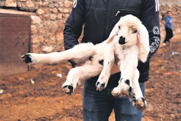 Karısını falçata ile yaralayan zanlının avukatı “Bu basit bir yaralama, tahliye olsun” dedi (Güncel haberler)-17
