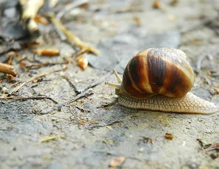 Rüyada salyangoz görmek ne anlama gelir? Rüyada salyangoz yapıştığını görmek neye işarettir? Rüyada salyangoz toplamak yorumu...
