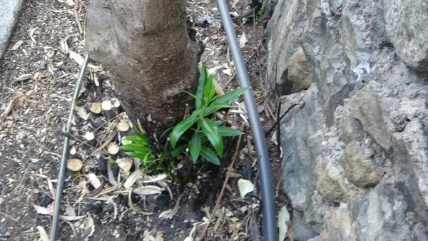 mugla-marmariste-orman-yangini-doga-kendini-yenilemeye-basladi-1629706846132.jpg Muğla Marmaris'te orman yangını! Doğa kendini yenilemeye başladı-6