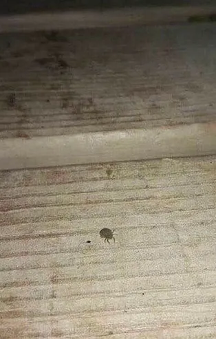 Mardin Artuklu'da kene paniği