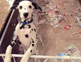 Yaramaz köpekler