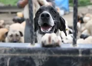 Son dakika: Hayvan hakları yasasında sona gelindi: Devrim gibi düzenlemeler yolda