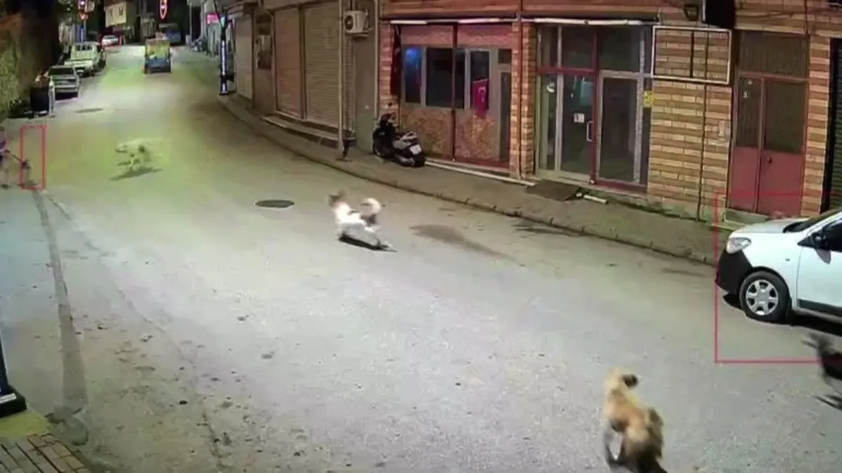 Ordu'da sokak köpekleri küçük çocuğa saldırdı