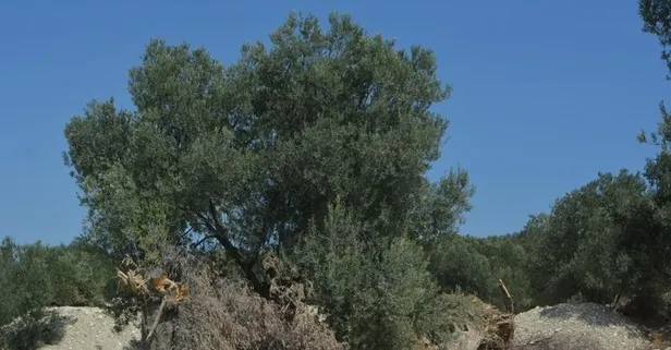 Son dakika: Balıkesir'de ağaç katliamı var! CHP'li Gömeç Belediye Başkanı'ndan skandal! Binlerce zeytin ağacı yerine lüks villa!