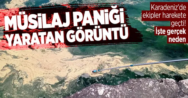Karadeniz'de müsilaj paniği! İnceleme başlatıldı renk değişiminin polen kaynaklı olduğu tespit edildi