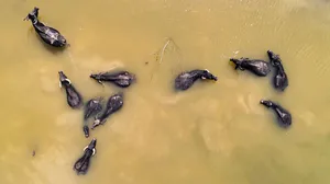 Arnavutköy’de Afrika’yı aratmayan görüntüler!