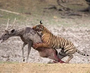 Vahşi hayattan ürküten kareler!